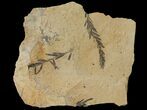 Dawn Redwood (Metasequoia) Fossils - Montana #126628-1